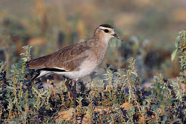 Winter plumaged Sociable Lapwing (Vanellus gregarius). stock-image by Agami/Daniele Occhiato,