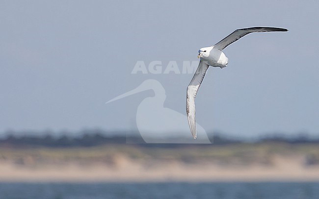 Northern Fulmar (Fulmarus glacialis) flying above the North Sea with the dunes of Texel in the background. stock-image by Agami/Lennart Verheuvel,