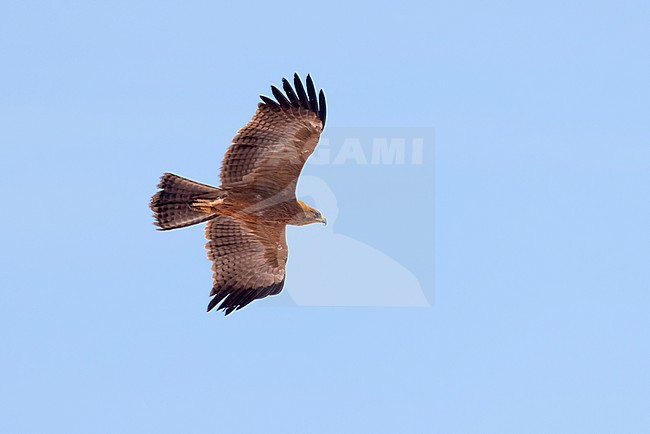 Wahlberg's Eagle (Hieraaetus wahlbergi) in fresh juvenile plumage soaring close to a cliff at Cap Blanc (Nouadhibou) inside the Western Palearctic region stock-image by Agami/David Monticelli,