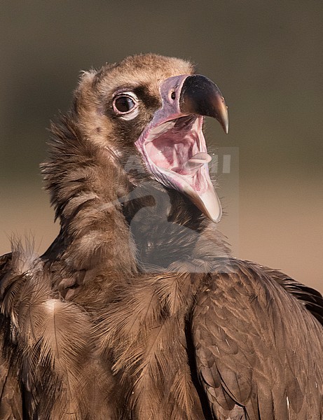  stock-image by Agami/Marc Guyt,