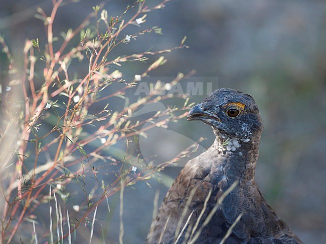 Blauw Sneeuwhoen; Sooty Grouse stock-image by Agami/Martijn Verdoes,