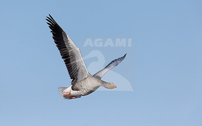 Greylag Goose (Anser anser) adult in flight near Copenhagen, Denmark stock-image by Agami/Helge Sorensen,