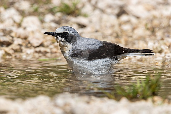 Northern Wheatear (Oenanthe oenanthe), adult male taking a bath, Abruzzo, Italy stock-image by Agami/Saverio Gatto,