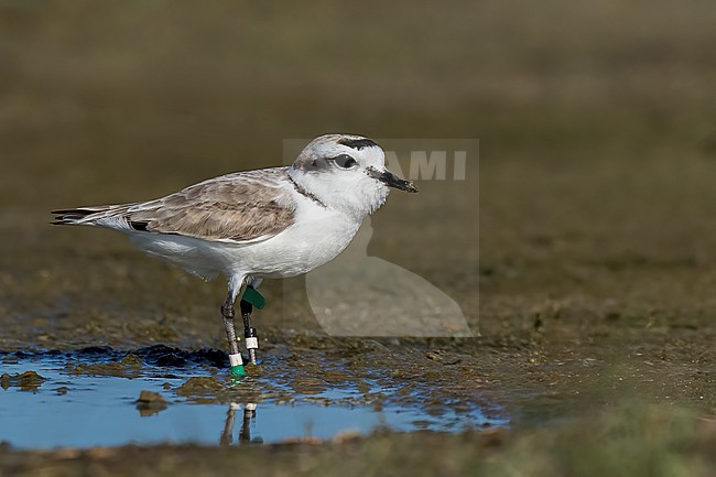 Adult breeding
Galveston Co., TX
April 2023 stock-image by Agami/Brian E Small,