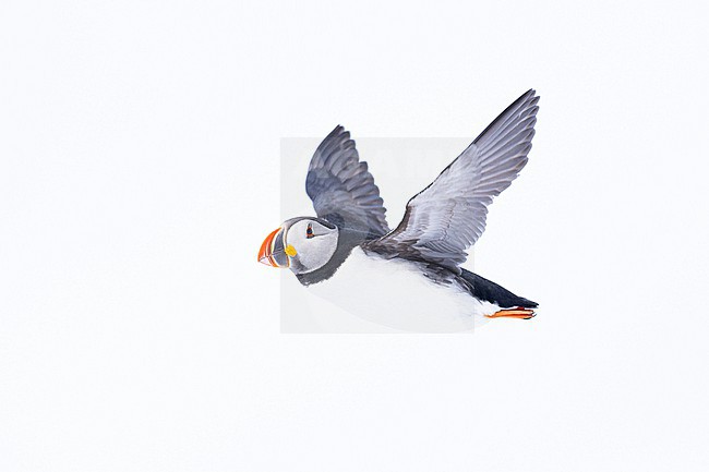  stock-image by Agami/Menno van Duijn,