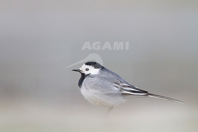 Witte Kwikstaart zittend op grond; White Wagtail perched on ground stock-image by Agami/Menno van Duijn,