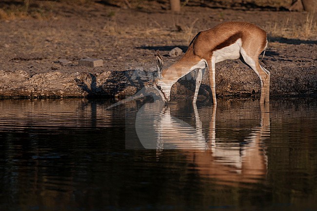 A springbok, Antidorcas marsupialis, drinking at a waterhole. Central Kalahari Game Reserve, Botswana. stock-image by Agami/Sergio Pitamitz,