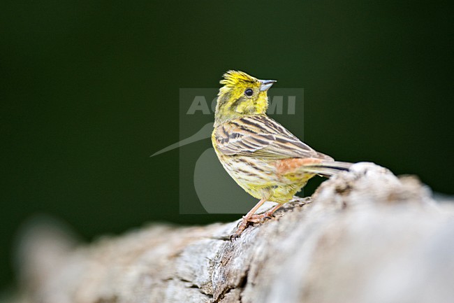 manual updated stock-image by Agami/Marc Guyt,