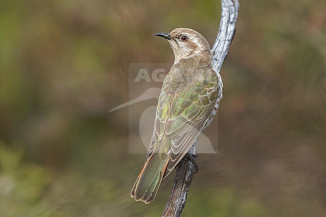 Horsfield's Bronze-Cuckoo (Chalcites basalis) Perched on a branch in Australia stock-image by Agami/Dubi Shapiro,