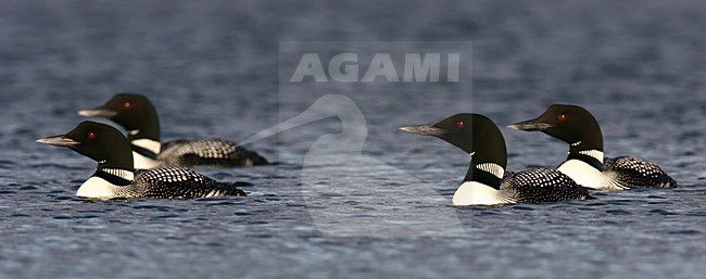 IJsduiker volwassen mannetjes zwemmend, Great Northern Loon adult males swimming stock-image by Agami/Menno van Duijn,