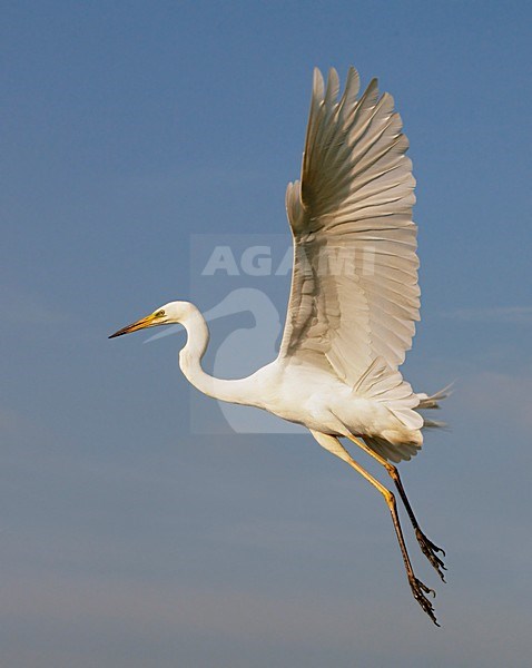 Grote Zilverreiger; Great Egret (Egretta alba) Hungary May 2008 stock-image by Agami/Markus Varesvuo / Wild Wonders,