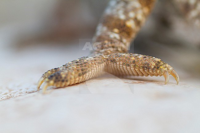 Detail of Arabian chameleon (Chamaeleo arabicus), Oman stock-image by Agami/Ralph Martin,