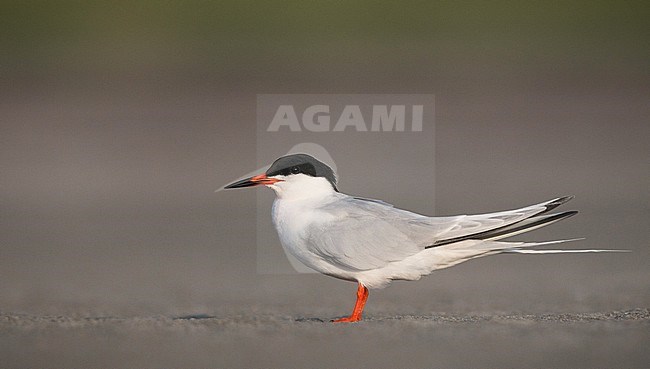 Adult Roseate Tern (Sterna dougallii) standing on a beach in Plymouth, Massachusetts in the United States. stock-image by Agami/Ian Davies,