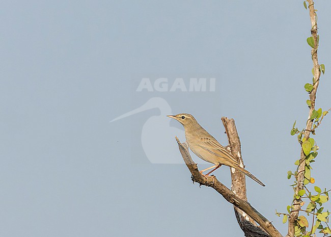 Long-billed pipit (Anthus similis) in India during autumn. stock-image by Agami/Marc Guyt,