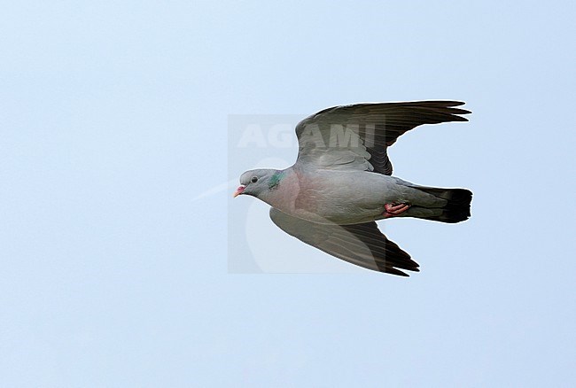 Adult Stock Dove (Columba oenas) flying against a pale blue sky showing underside stock-image by Agami/Ran Schols,