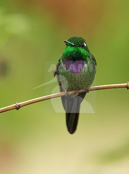 A male Purple-bibbed Whitetip (Urosticte benjamini) perched on a branch in Quito, Ecuador, South-America. stock-image by Agami/Steve Sánchez,