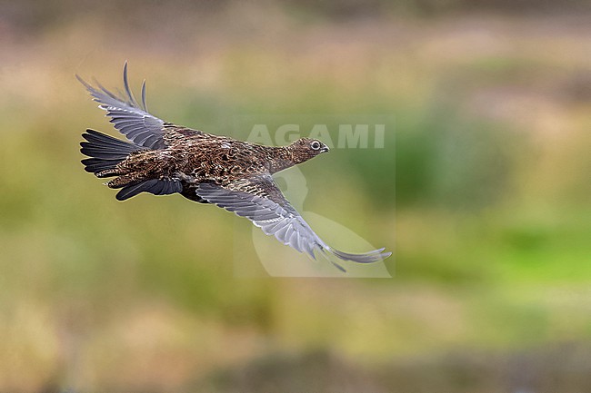 Red Grouse (Lagopus scotica) flying over the heather in Spartleton Hill, East Lothian, Scotland, United Kingdom. stock-image by Agami/Vincent Legrand,