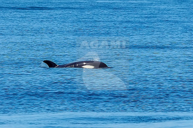  stock-image by Agami/Vincent Legrand,