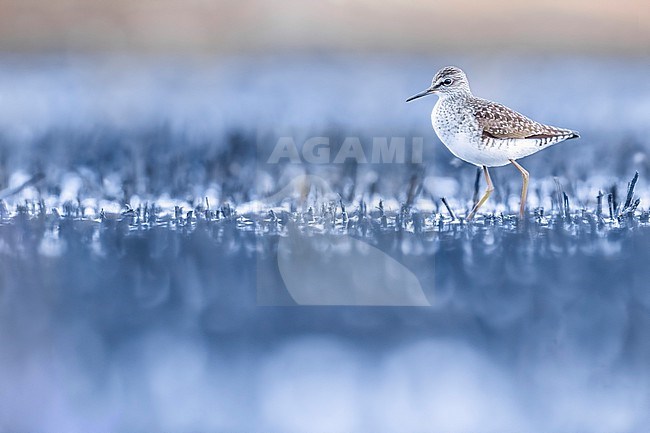 Wood Sandpiper (Tringa glareola) in Italy. stock-image by Agami/Daniele Occhiato,