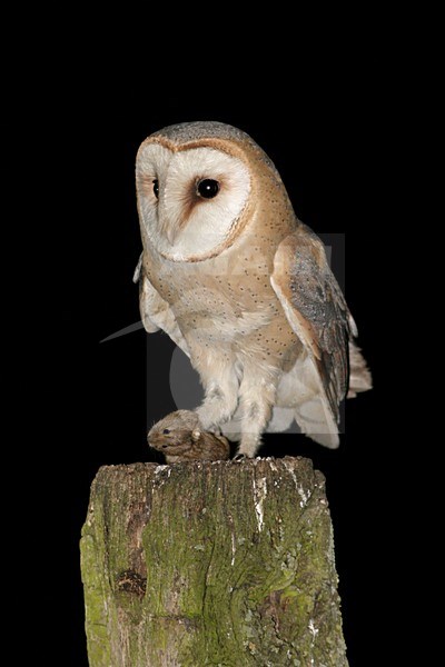 Barn Owl adult perched on a pole with prey; Kerkuil volwassen zittend op een paal met prooi stock-image by Agami/Chris van Rijswijk,