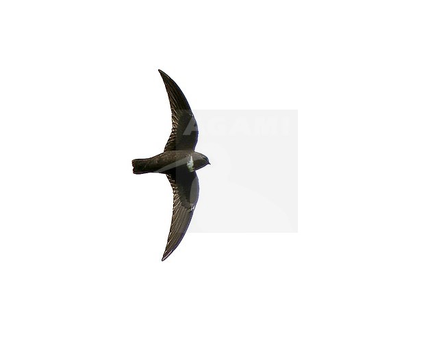 White-chested Swift (Cypseloides lemosi) in Northern Peru. Rare and poorly known. A fairly small swift, all black with variable white patch on chest. stock-image by Agami/Dani Lopez-Velasco,