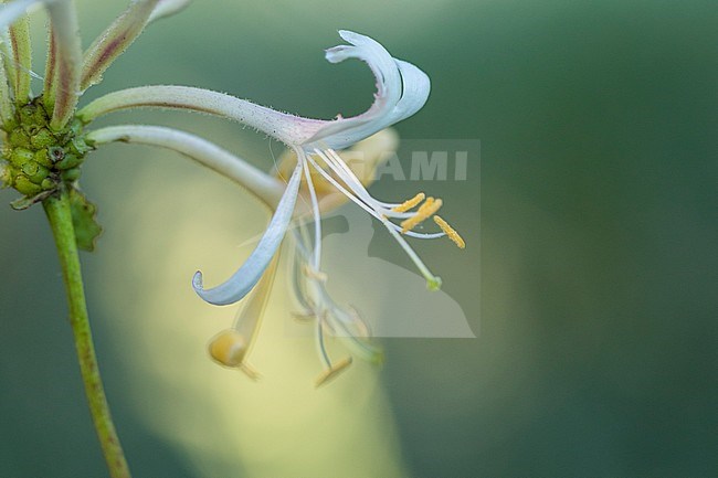 Perfoliate Honeysuckle flowers stock-image by Agami/Wil Leurs,