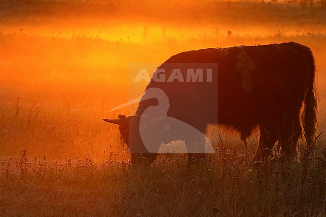 Schotse Hooglander grazend tijdens zonsopkomst; Highland Cow grazing at sunrise stock-image by Agami/Menno van Duijn,