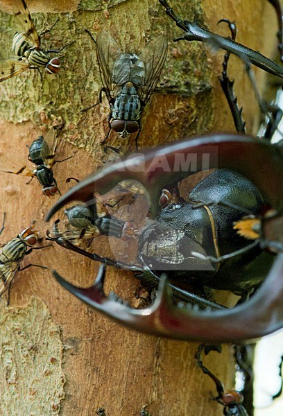Vliegend hert, Stag beetle stock-image by Agami/Rob de Jong,