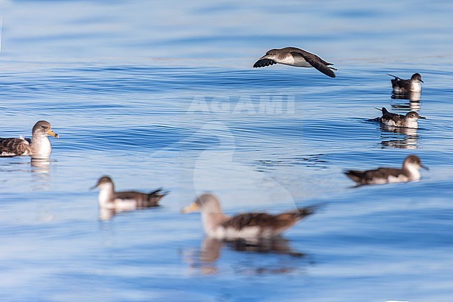 Yelkouan shearwaters breed on islands and coastal cliffs in the eastern and central Mediterranean. Here we see a mixed group of Yelkouan and Scopoli's together against a clear blue background of the Mediterranean Sea of the coast of Sardinia. stock-image by Agami/Jacob Garvelink,