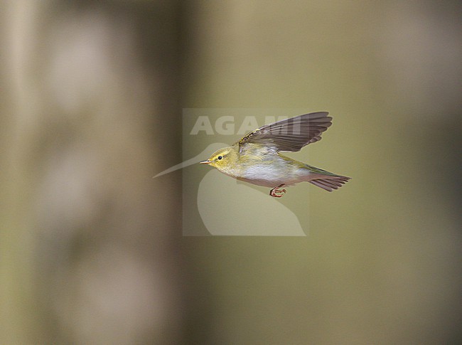 Adult male Wood Warbler (Phylloscopus sibilatrix) singing and displaying in flight in a deciduous forest in spring stock-image by Agami/Ran Schols,