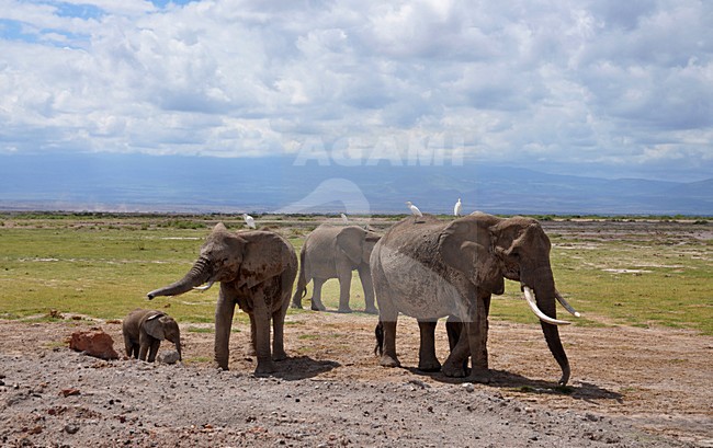 Afrikaanse Olifant, African Elephant, Loxodonta africana stock-image by Agami/Laurens Steijn,