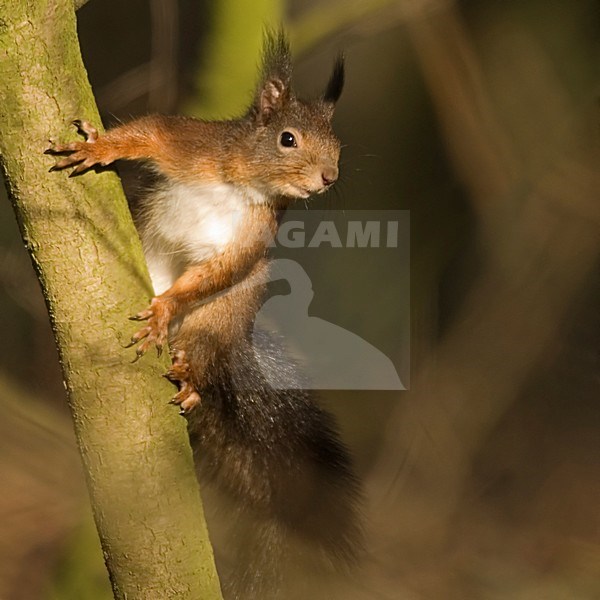 Eekhoorn in de boom; Red squirrel in a tree stock-image by Agami/Han Bouwmeester,