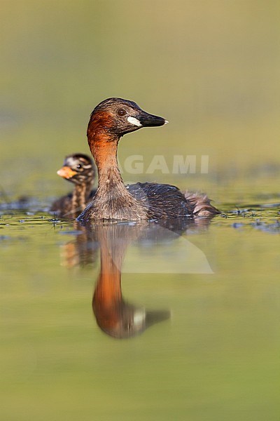 Little Grebe - Zwergtaucher - Tachybaptus ruficollis ssp. ruficollis, Germany, adult with chick stock-image by Agami/Ralph Martin,