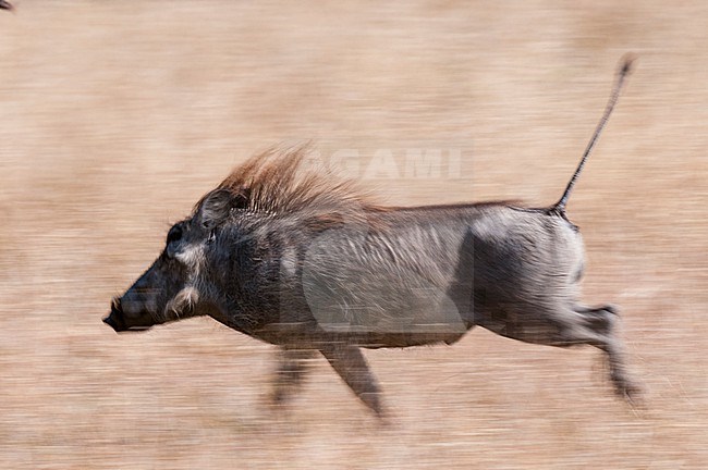 Portrait of a warthog, Phacochoerus aethiopicus, running. Mala Mala Game Reserve, South Africa. stock-image by Agami/Sergio Pitamitz,