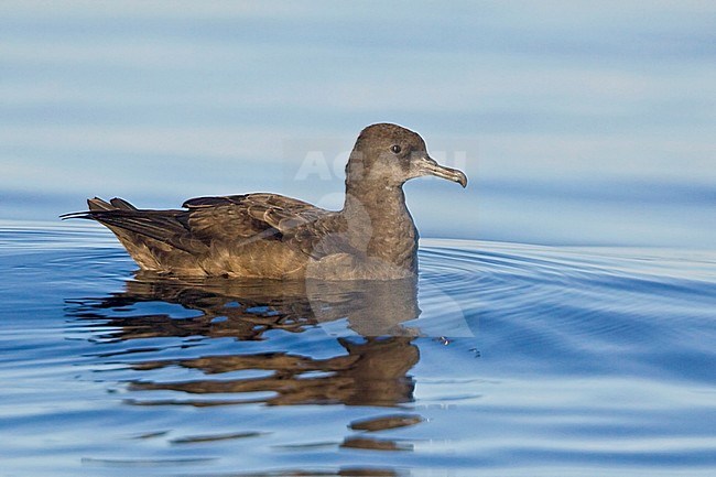 Sooty Shearwater (Puffinus griseus) swimming on the ocean near Victoria, BC, Canada. stock-image by Agami/Glenn Bartley,