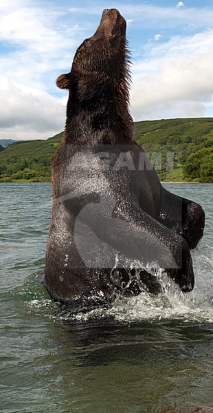 Kamtsjatkabeer close-up in water, Kamchatka Brown Bear close-up in water stock-image by Agami/Sergey Gorshkov,