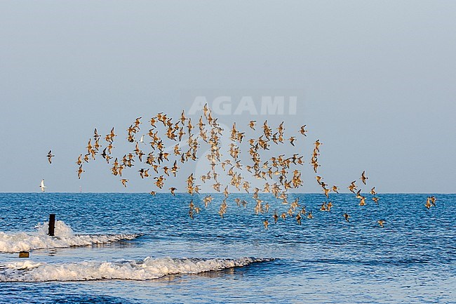 Groep Kanoeten vliegend, Group of Red knots flying, Calidris canulus stock-image by Agami/Rob Riemer,