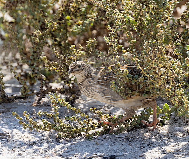 Common Quail (Coturnix coturnix) hiding in a bush during migration near the beach, Oman stock-image by Agami/Roy de Haas,