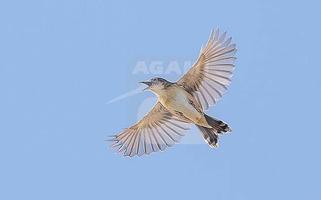 Zitting cisticola (Cisticola juncidis) in courtship flight. stock-image by Agami/Lennart Verheuvel,