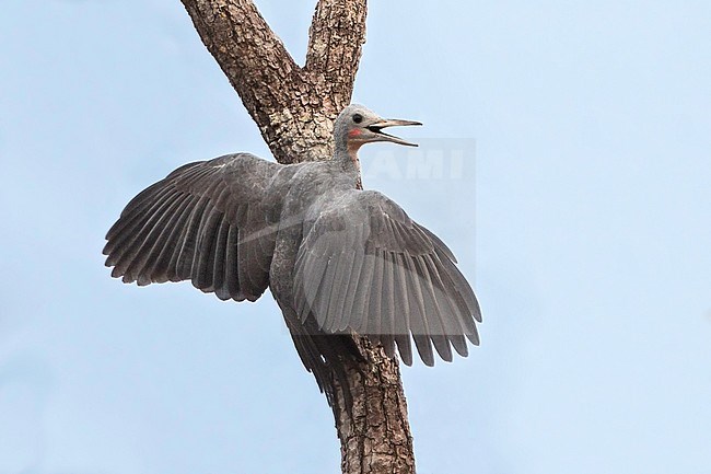 Poederspecht ssp pulverulentus, Great Slaty Woodpecker, Mulleripicus pulverulentus pulverulentus stock-image by Agami/Dubi Shapiro,