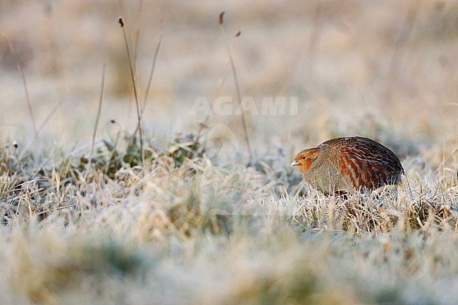 wintering Grey partridge; stock-image by Agami/Chris van Rijswijk,