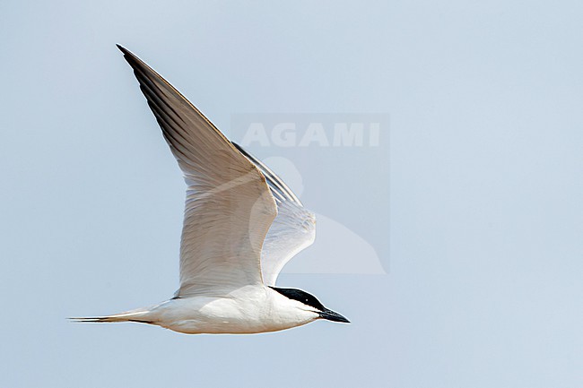 Flying adult summer Gull-billed Tern, Gelochelidon nilotica nilotica, in summer plumage in Spain. stock-image by Agami/Marc Guyt,