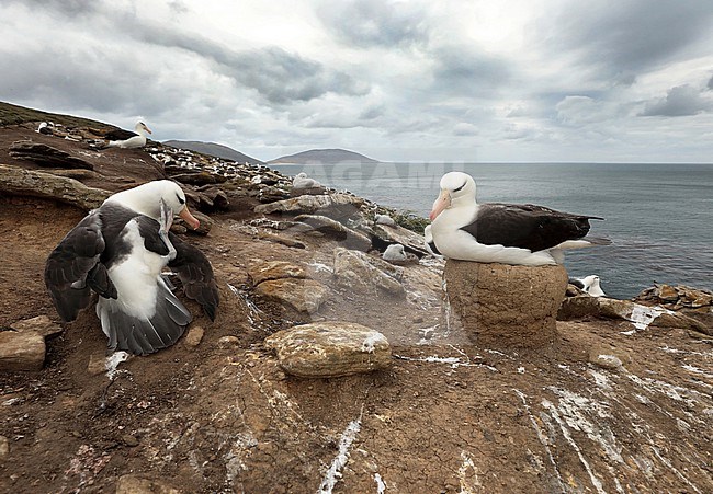 Op Saunders Island is een grote kolonie wenkbrauwalbatrossen gevestigd On The Rookery, Saunders Island in The Falklands, there is a huge colony of Black-browed Albatross stock-image by Agami/Jacques van der Neut,