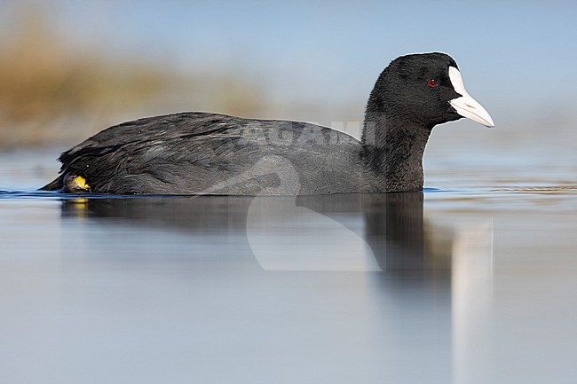 Eurasian Coot (Fulica atra), side view of an adult swimming in the water, Lazio, Italy stock-image by Agami/Saverio Gatto,