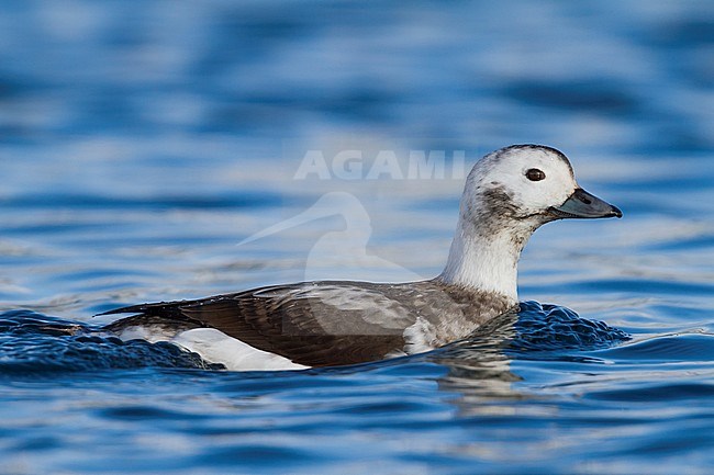 Long-tailed Duck, IJseend, Clangula hyemalis, Norway, 2nd cy female, winter stock-image by Agami/Ralph Martin,