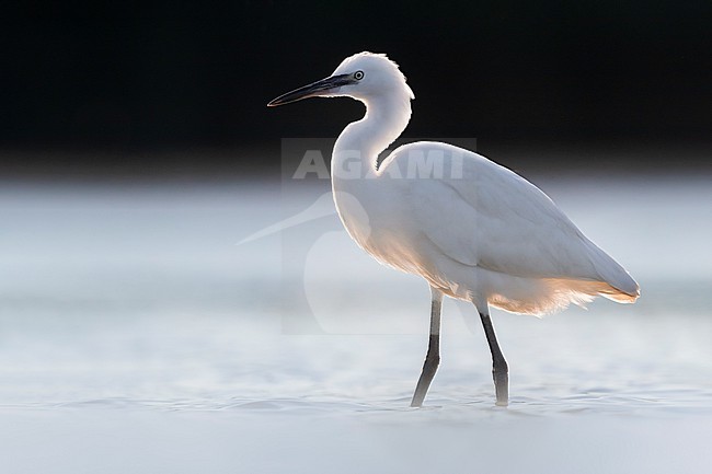  stock-image by Agami/Daniele Occhiato,