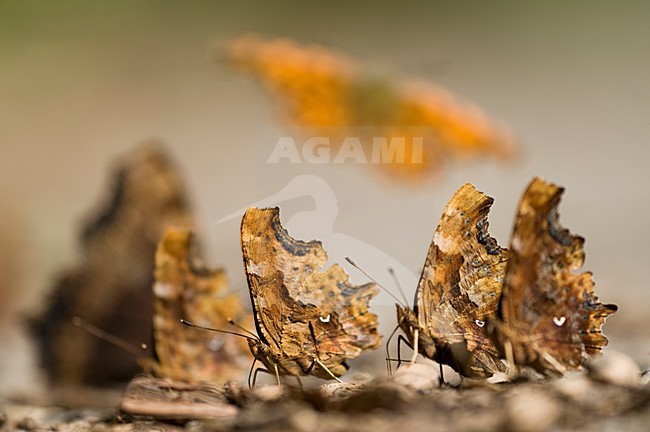 Foeragerende Gehakkelde aurelias, Foraging Comma's stock-image by Agami/Rob de Jong,