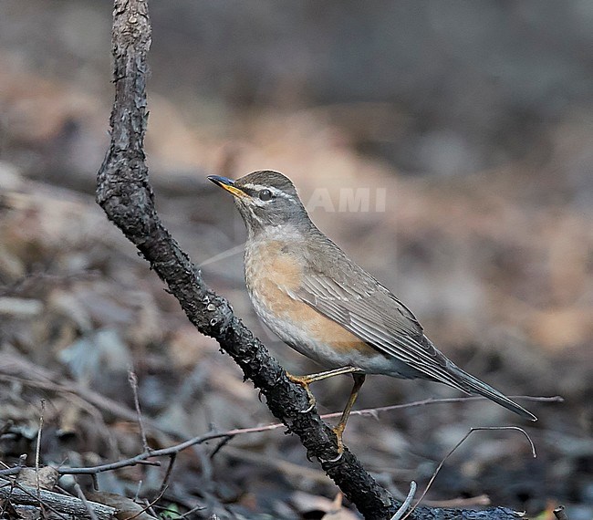 Eyebrowed Thrush ( (Turdus obscurus) during spring migration on Happy Island, China, in May 2018. stock-image by Agami/Markus Varesvuo,