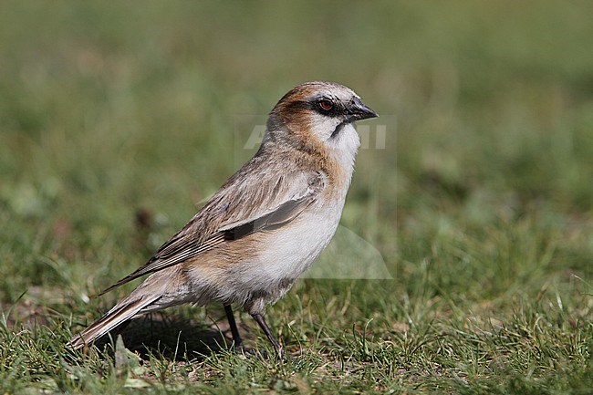 Male Rufous-necked Snowfinch (Pyrgilauda ruficollis) standing on short grass field in Tibet, China. stock-image by Agami/James Eaton,