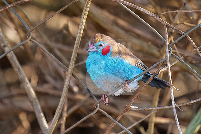 Red-cheeked Cordon-blue, Uraeginthus bengalus. Perched in a bush stock-image by Agami/Hans Germeraad,